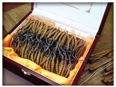 镇沅冬虫夏草回收